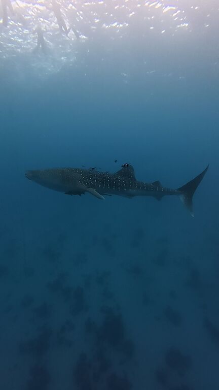 1e384185-1cb5-408c-a7db-ccb23ba46808