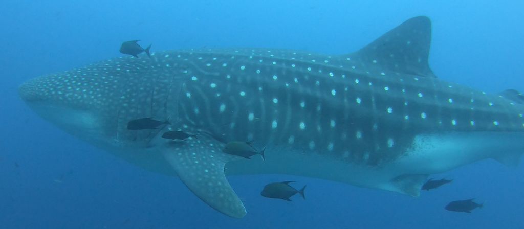 4e0de0bb-58d5-41e4-b324-adc4e7d55fa2