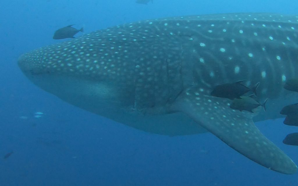 4e0de0bb-58d5-41e4-b324-adc4e7d55fa2