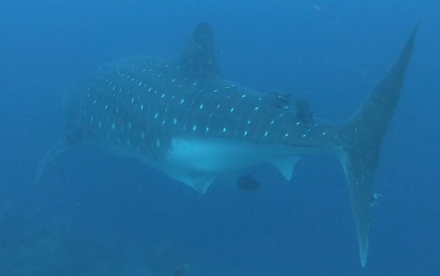 4e0de0bb-58d5-41e4-b324-adc4e7d55fa2