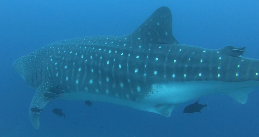 4e0de0bb-58d5-41e4-b324-adc4e7d55fa2