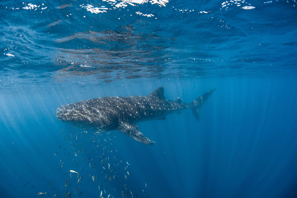 b95a5e9e-3f88-42a4-9ad5-e51efc267e45