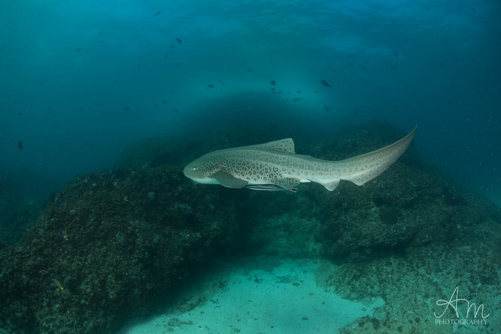 17151356-a4e7-4731-9fd0-2fc882367783