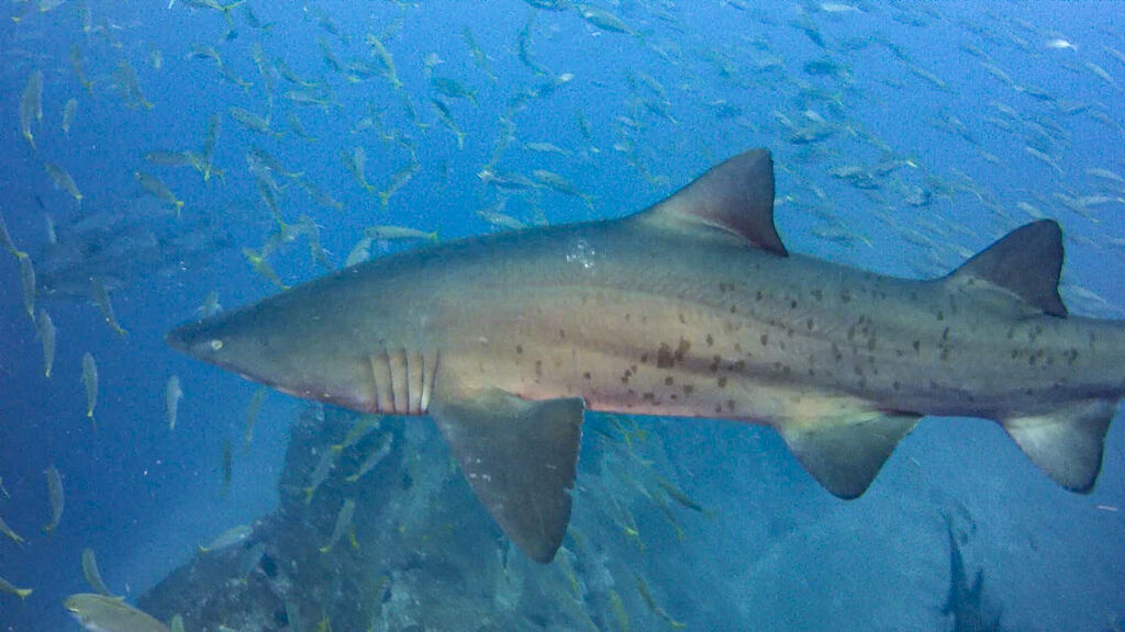 f7b19ef7-3cae-4a9b-a432-88fdb12a4674