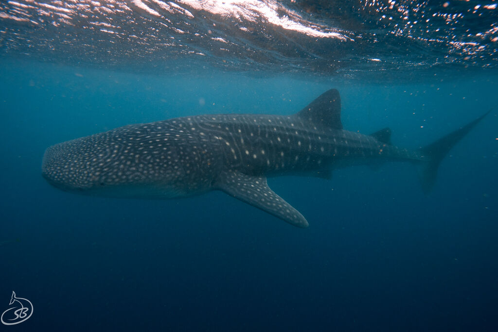 b05d33fe-5a5c-4d44-ac91-71d31a3ca0e3