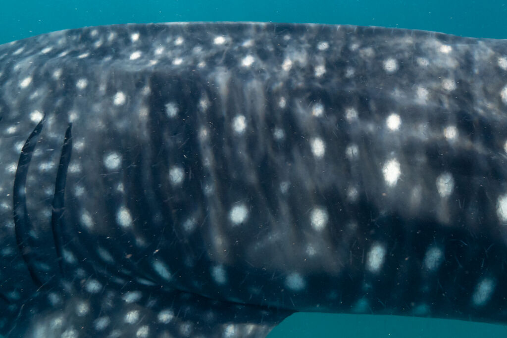 f4057bf8-ee1d-4bb7-a728-23c84c7536ff