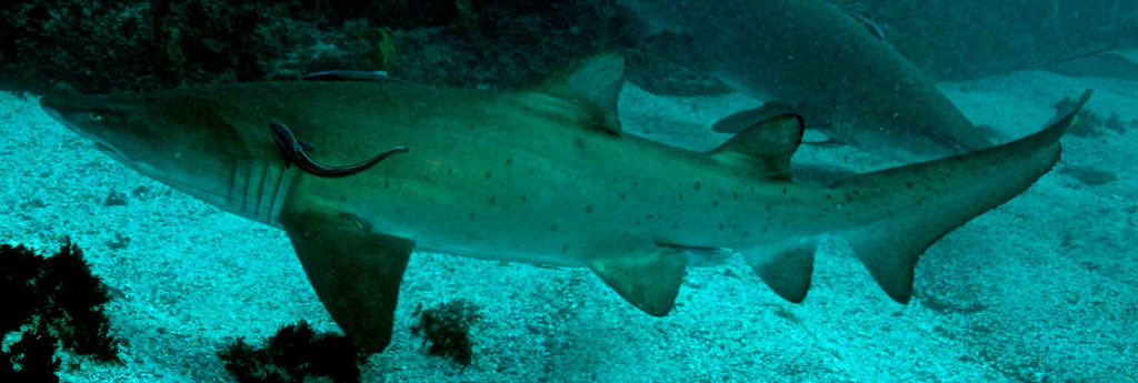 e2f2b062-f0e9-4034-93ff-324d8a4ed26d