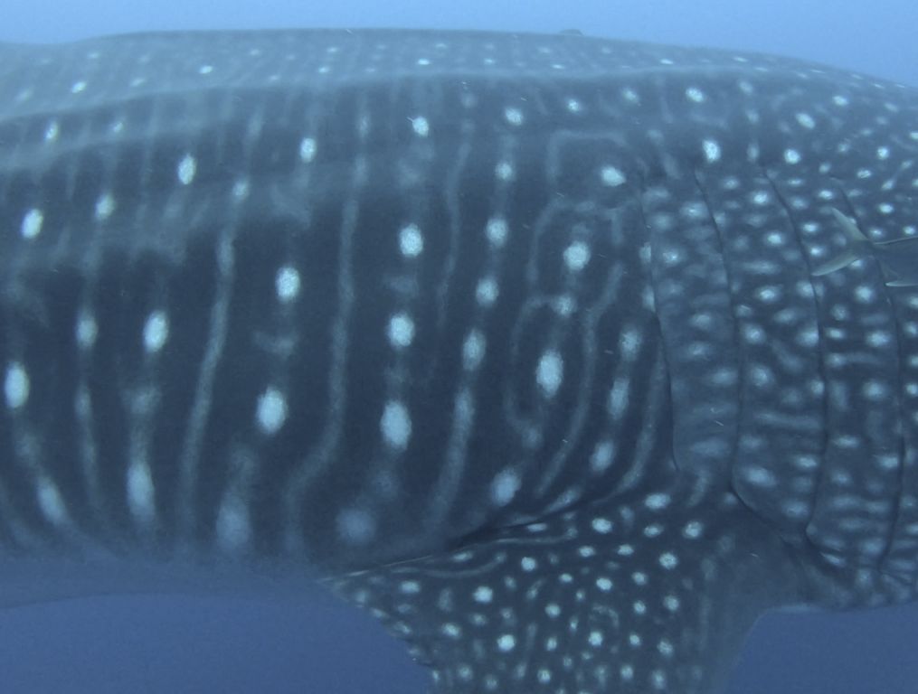 a196272b-c591-4aaa-9e0d-19a56a04de91