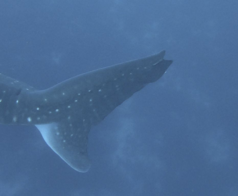 a196272b-c591-4aaa-9e0d-19a56a04de91