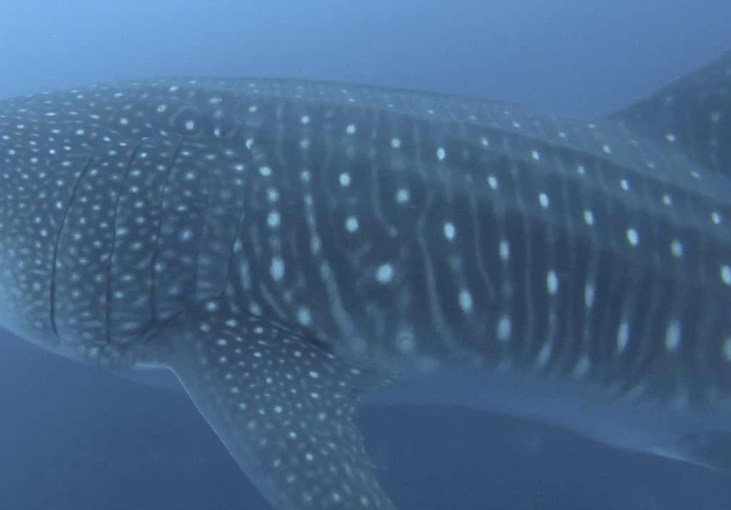 a196272b-c591-4aaa-9e0d-19a56a04de91