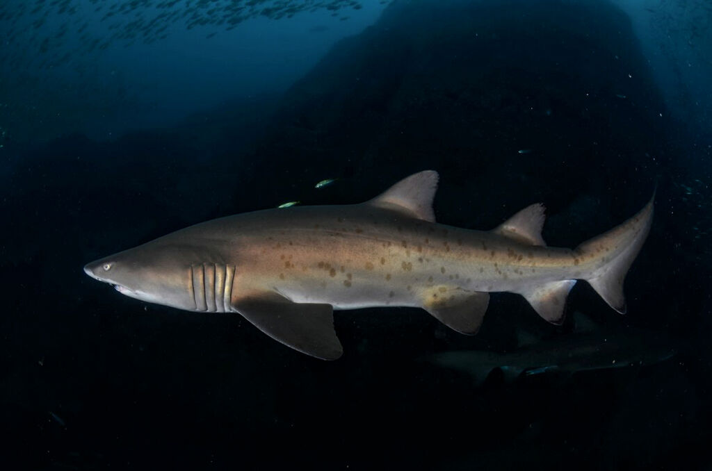 b4141fd2-fd66-4d33-8cc5-ccffe5ca793c