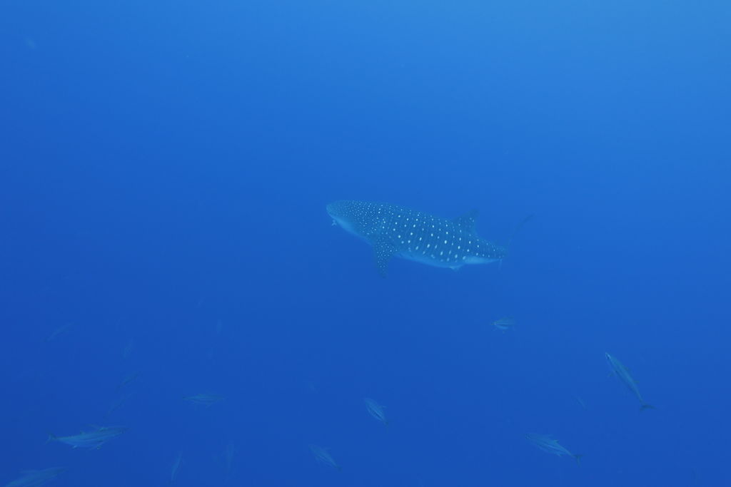 ec17e0bf-f070-413b-aea8-f2c36b4f7791