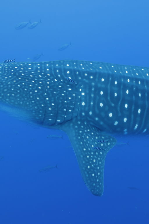 ec17e0bf-f070-413b-aea8-f2c36b4f7791