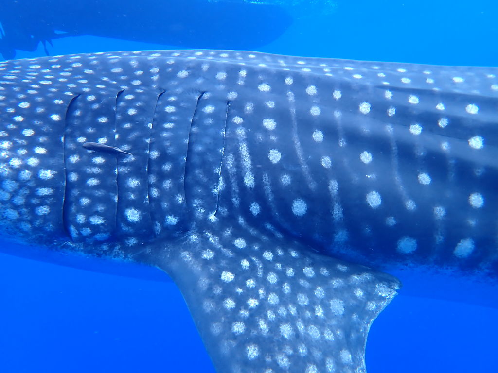 5ee5fea5-4a7b-4009-aaea-bdc10e856473