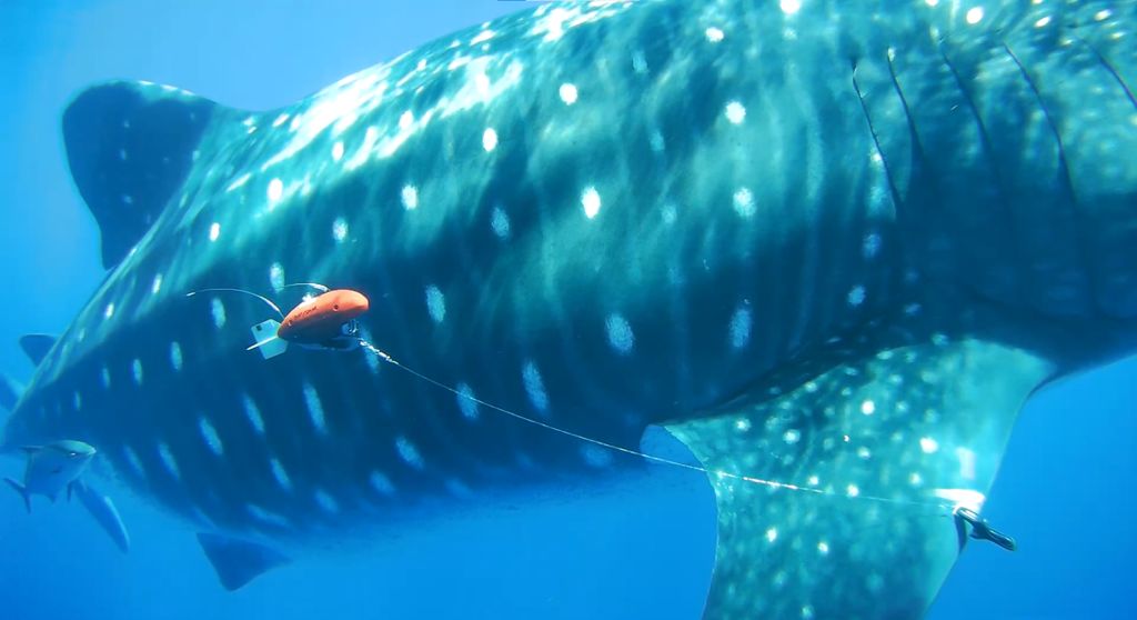 ca7a8854-daf0-4062-82d1-6426ca223de0