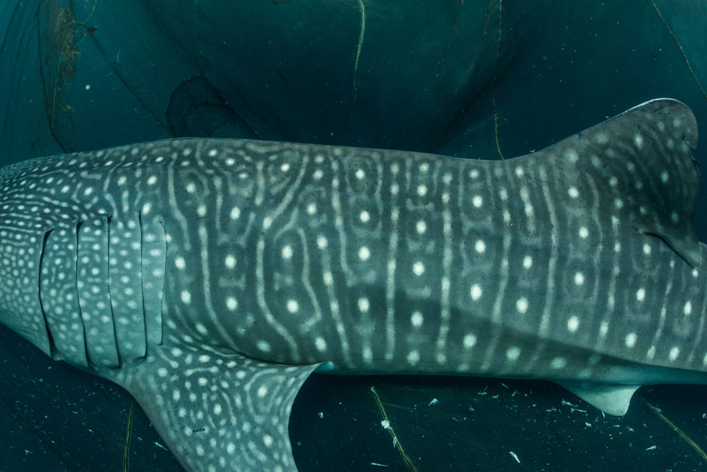 0d926181-d74b-4d67-ae03-b99a71382630