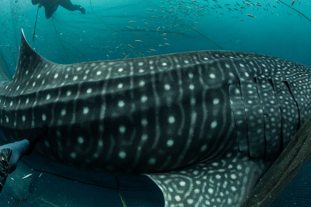 0d926181-d74b-4d67-ae03-b99a71382630