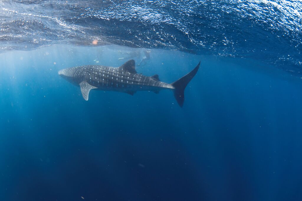 e0db7ed1-fd78-436b-81b8-883ff4f832b9