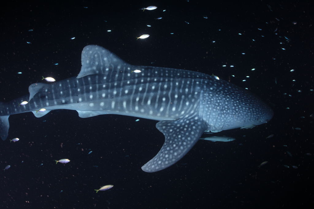 9377d493-5e42-4756-a96b-fdddda6da532