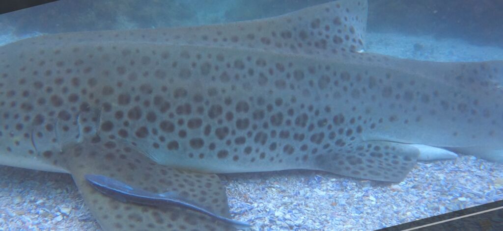 a8a27b58-d8a5-45bd-b2a0-c9a9b0756f02