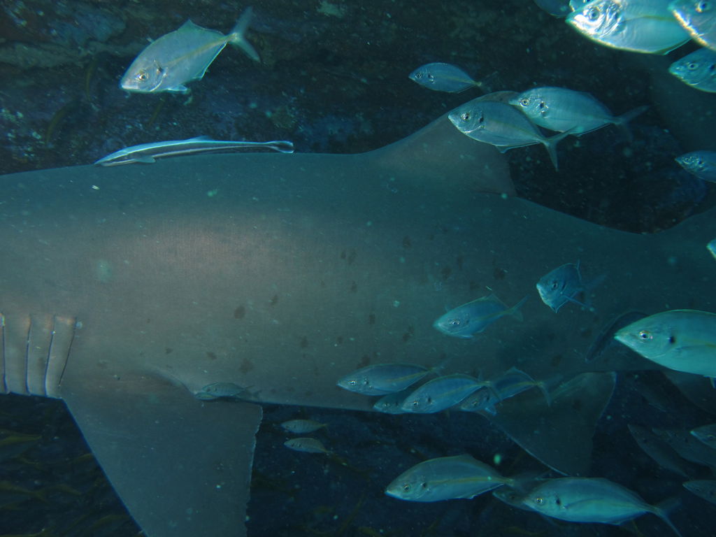 4d52dcb0-a5bd-45c8-9d59-6da731c75f21