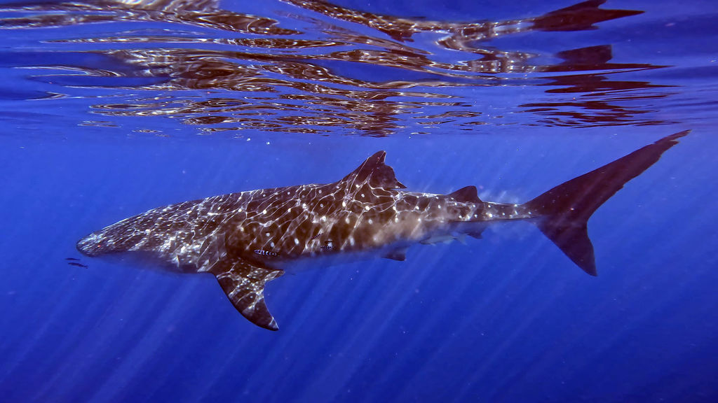 a74b79fd-f68f-49b7-b0fd-c08d9f34ac1e