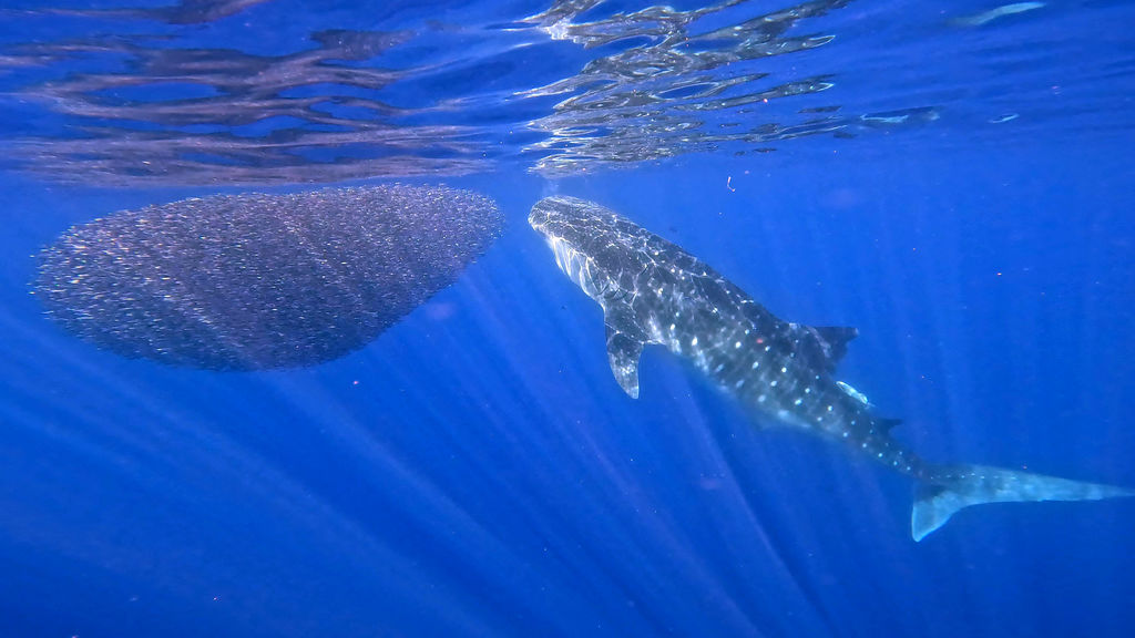 a74b79fd-f68f-49b7-b0fd-c08d9f34ac1e