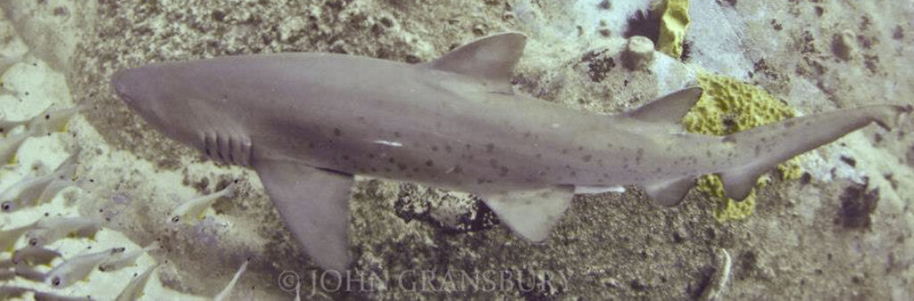 dfbfa4f9-f7d0-4e42-a13f-7e0bfed22554