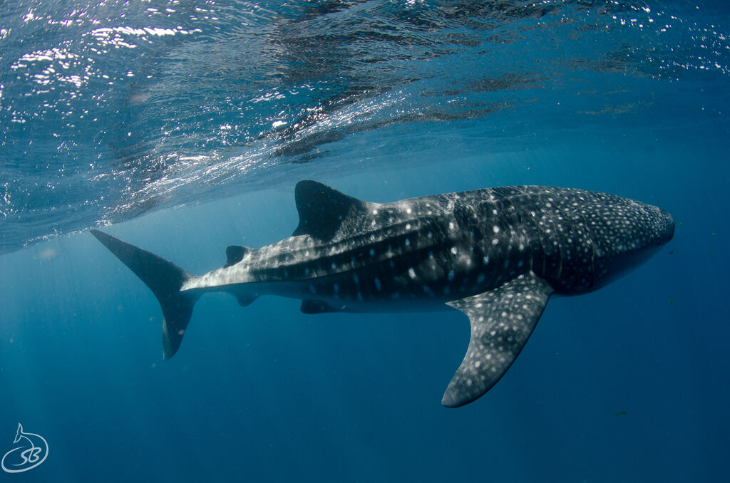 35ee9116-ae48-499f-b1d5-08c8add8e8c3