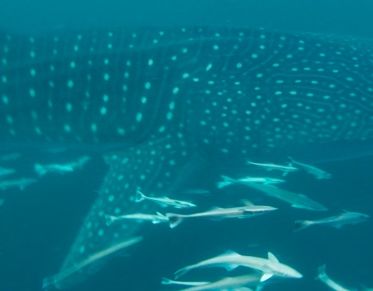 632c47d2-343e-48d8-8570-aa61e5a3168b