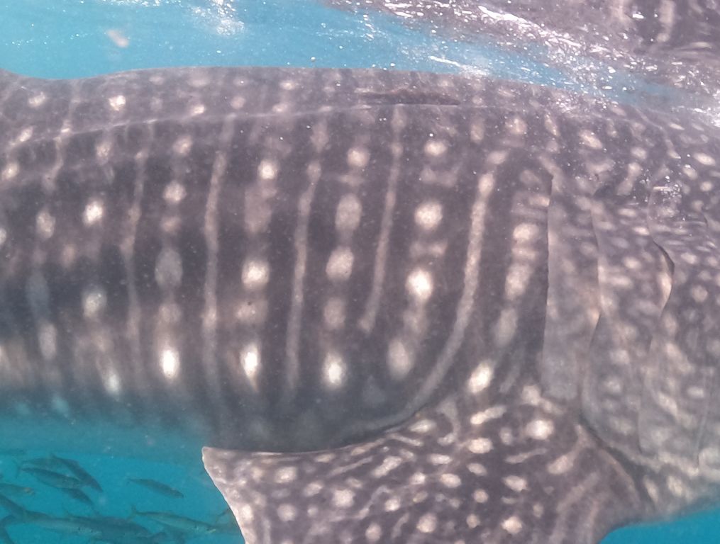 ce68b213-40a8-4a9d-8da6-cd0282e26427