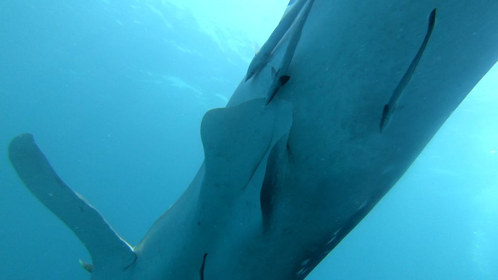 61a47c33-6ce8-4ab1-9252-8a3d92fbdd05