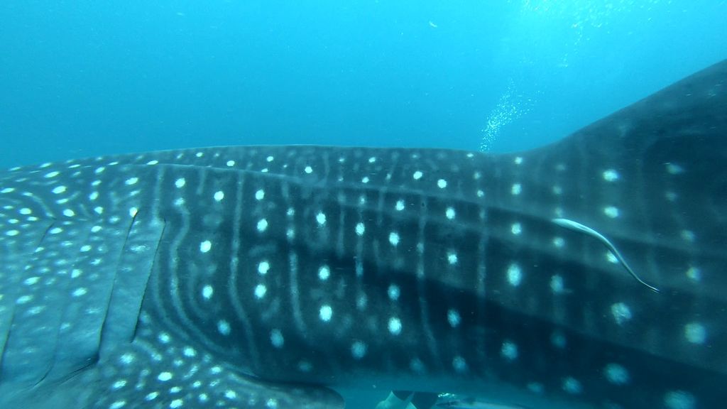 61a47c33-6ce8-4ab1-9252-8a3d92fbdd05