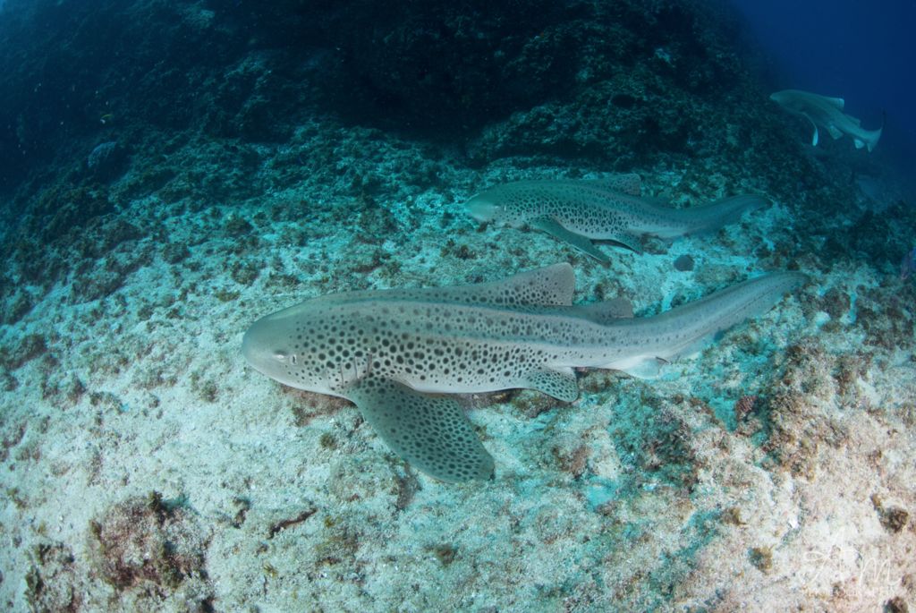 bec10a67-0600-4054-9b06-a208d021c84c