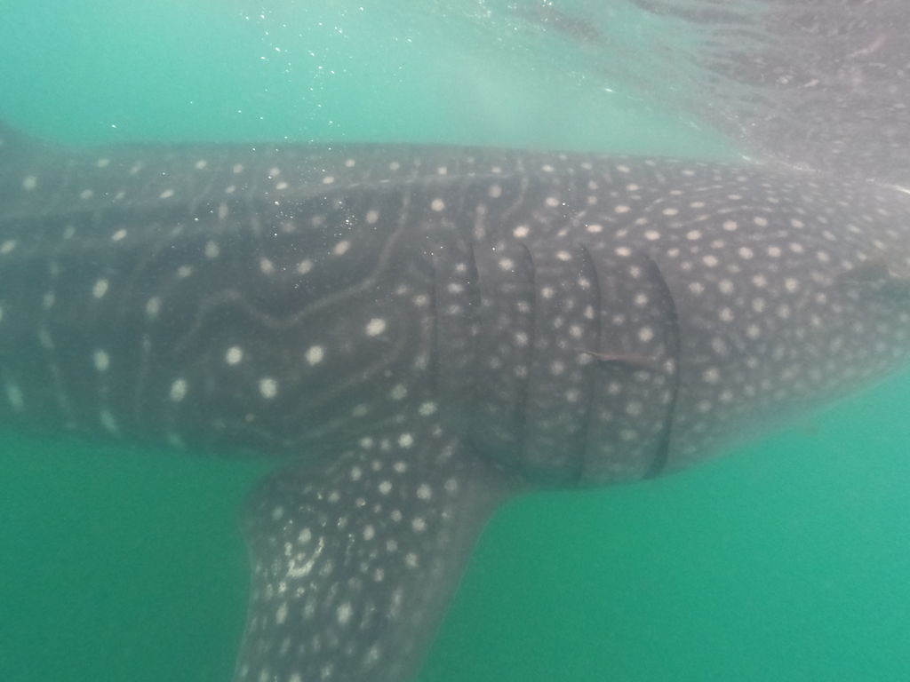 d65ad22d-753d-444d-a2e2-6b6007645b4f