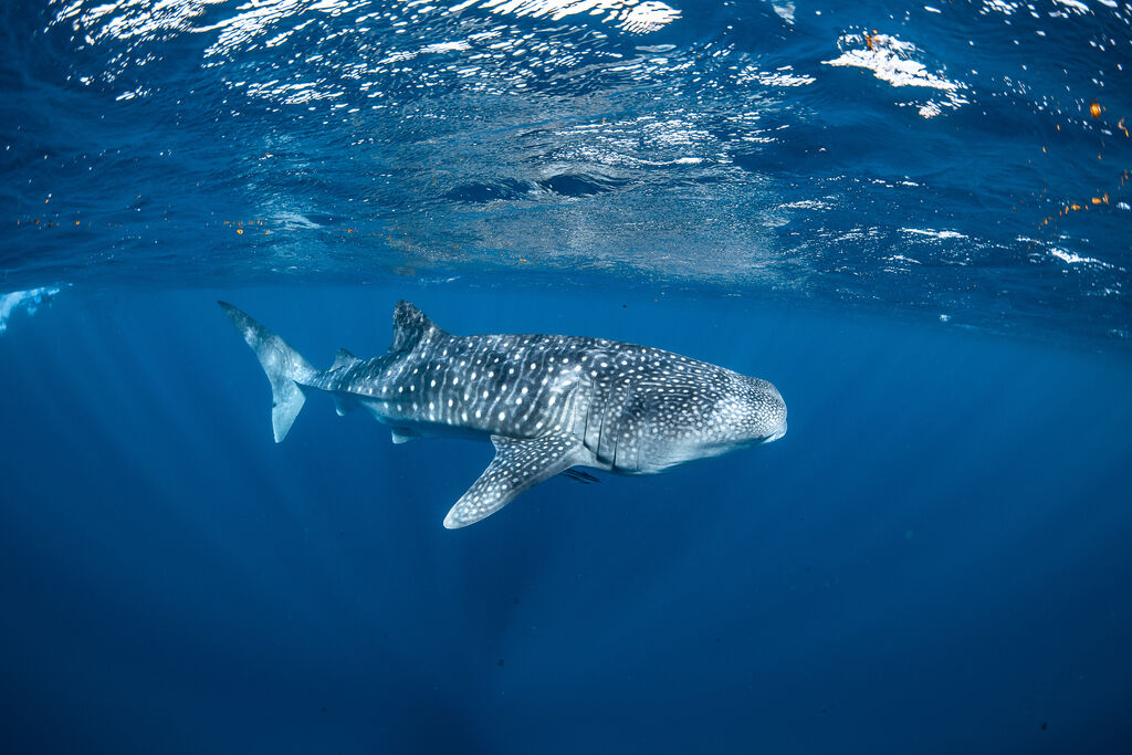 e121c21b-cab8-421c-b958-3c9a305a3478