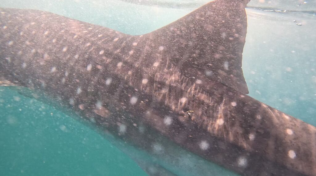 f06e84eb-0d69-4cb4-9f11-96506ac97426