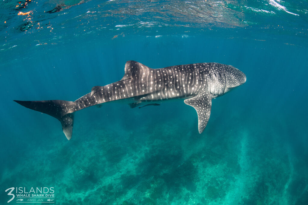 a63abc97-8dd2-451e-a8a6-6706e681cb4b