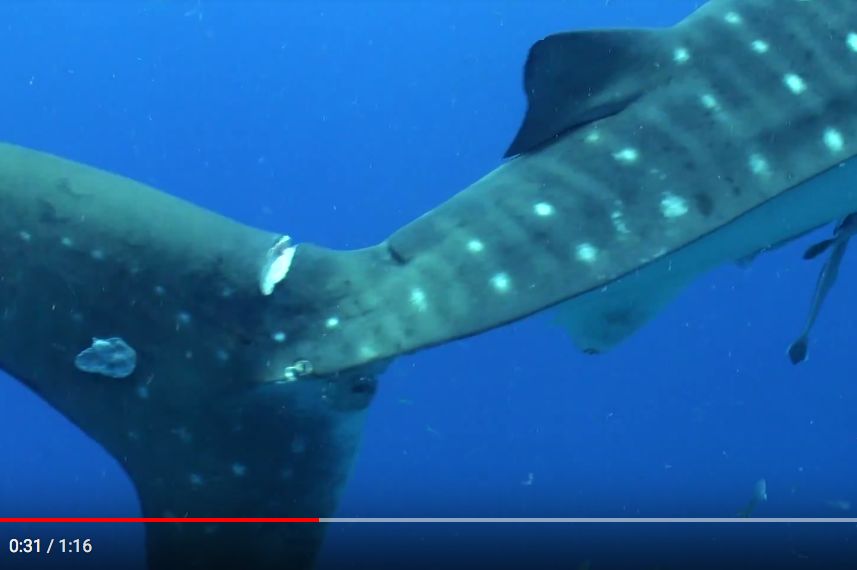 46014880-b765-4a0a-a7b3-276b18034c6a