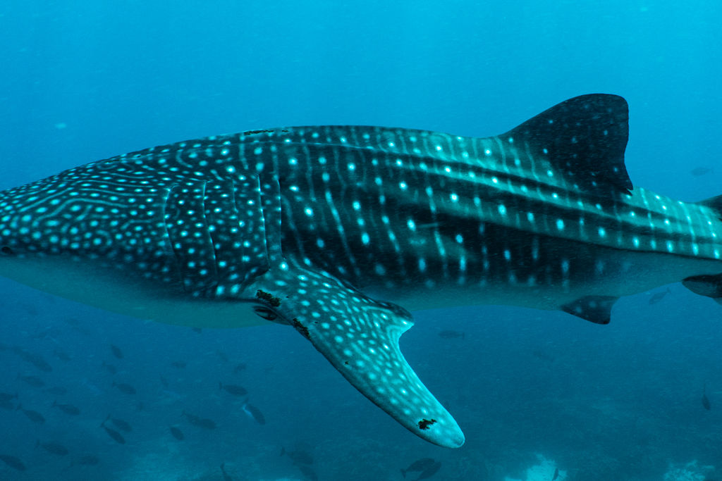 336eb9a6-72a7-4036-b7d5-ca488d44a555