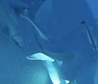 e6da45d4-90c1-4006-9bdc-2f63457e174b