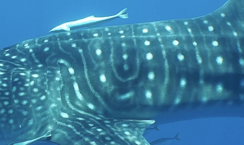 e6da45d4-90c1-4006-9bdc-2f63457e174b