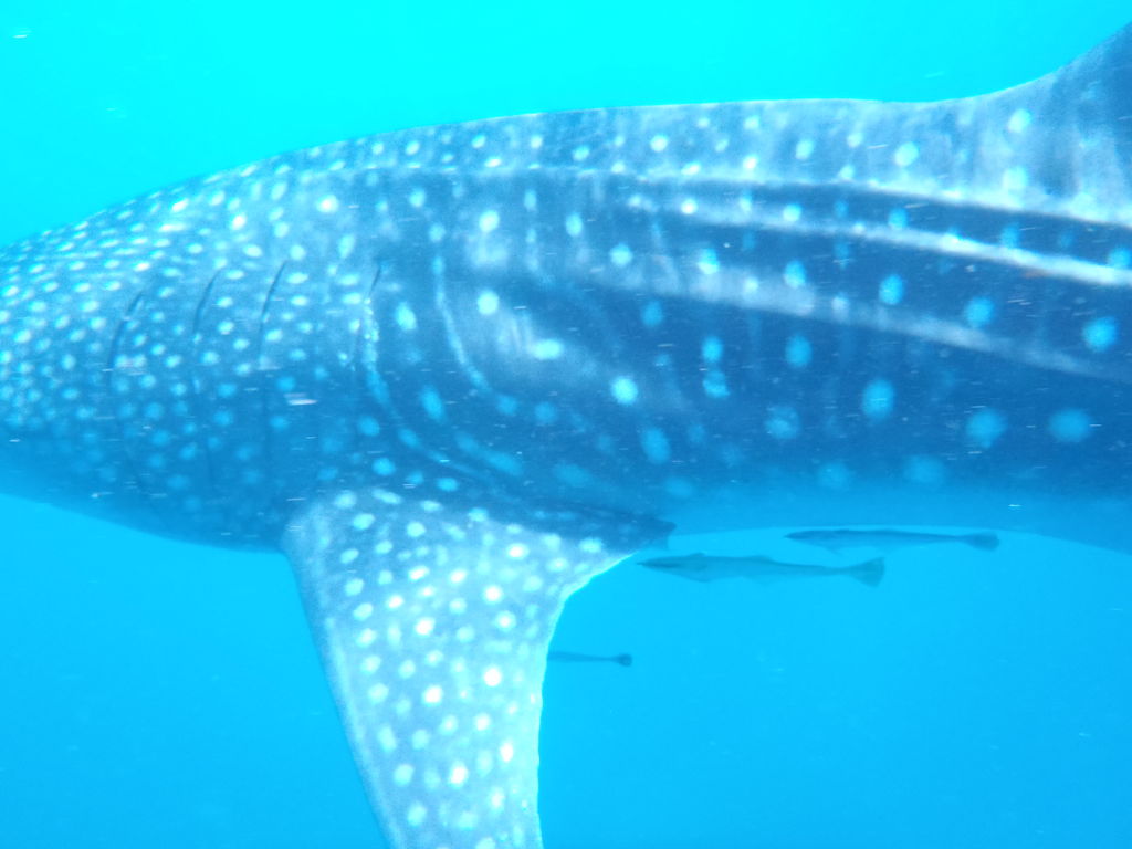 ee64451c-e437-4cfa-812e-4caeaf23105f