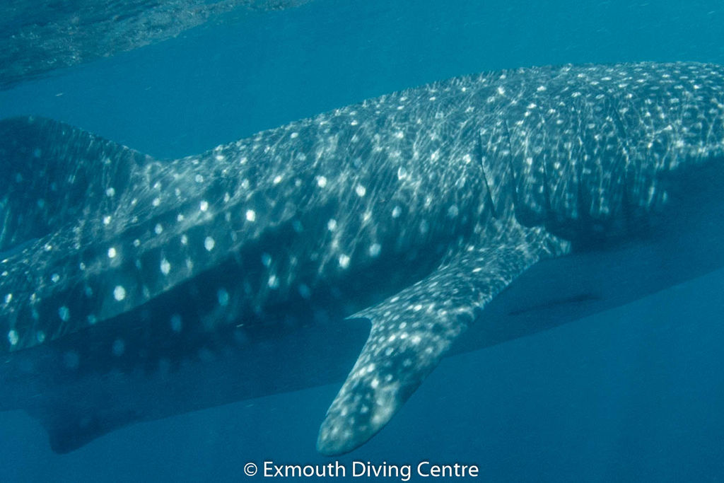 952c2706-e934-4aba-ba23-f5694515c02a