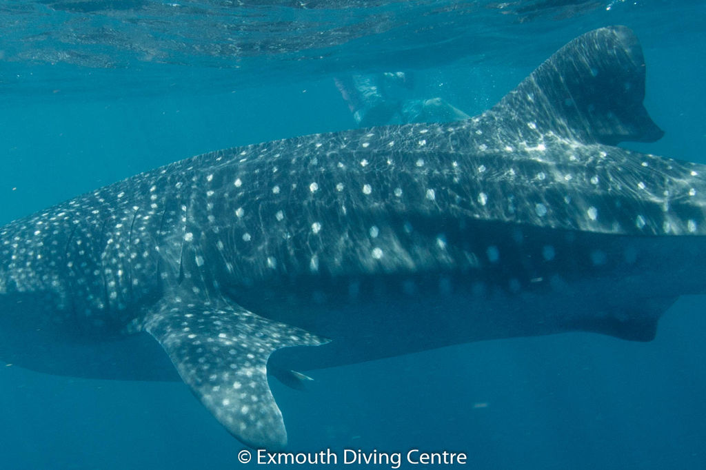 952c2706-e934-4aba-ba23-f5694515c02a