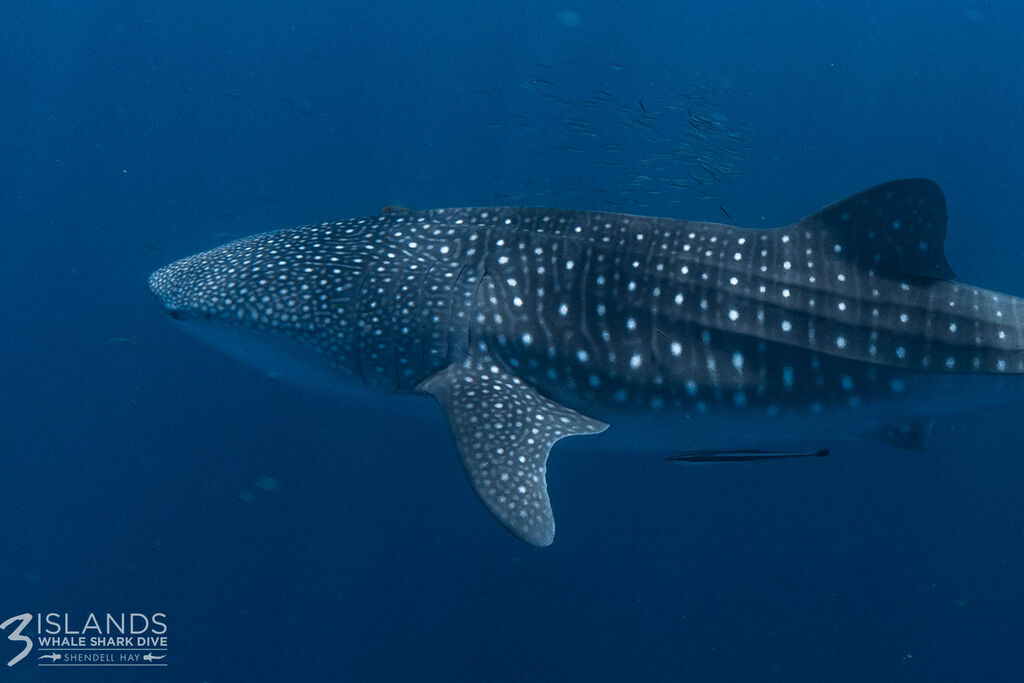 f69ab1c4-fa66-44ed-94d7-1c67cd572827