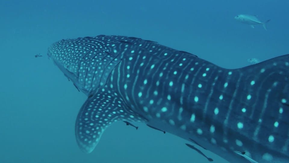 0def3509-3c07-4c2d-bfd4-0072e37e4d51