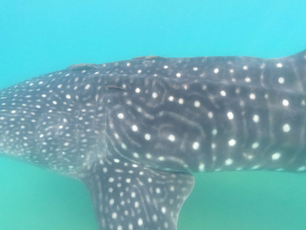 c8692b7e-818d-4517-8ee3-8959f7d76be1