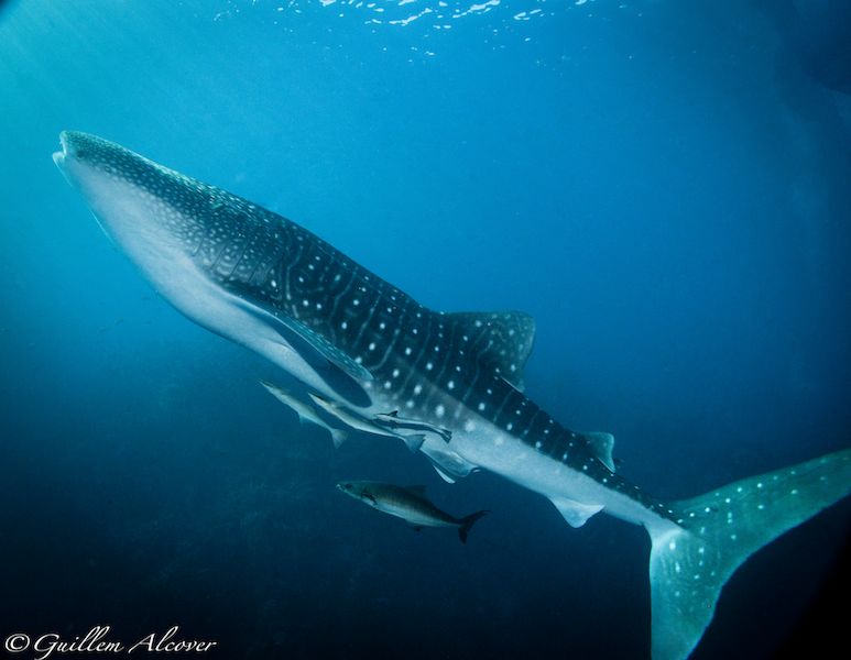 77db53c2-39ae-4f44-ba49-de445ce359b1