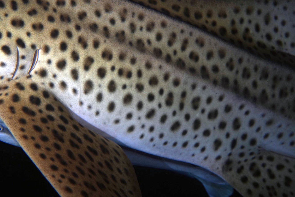 f0be960c-3759-42a5-b6e6-fc0b496b3c4a